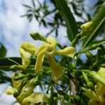 Tabernaemontana persicariifolia Bloem