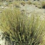 Artemisia californica Folha