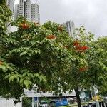 Sterculia lanceolata Çiçek