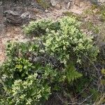 Codia microphylla Habit