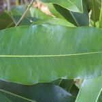 Mimusops petiolaris Leaf