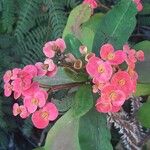 Euphorbia milii Kvet