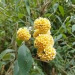 Buddleja globosa花