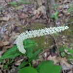 Chamaelirium luteum Fiore