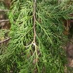 Cupressus pendula 葉