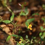 Zornia latifolia Máis