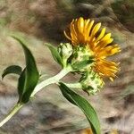 Inula spiraeifolia Flower