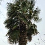 Trachycarpus fortunei 形态