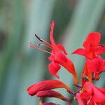 Crocosmia paniculata Flower