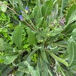 Anchusa azurea Habitus