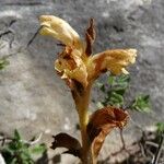 Orobanche teucrii फूल