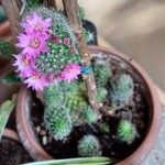 Mammillaria spinosissimaBlomst