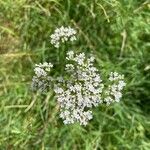 Valeriana dioica花