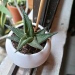 Haworthia limifolia Leaf