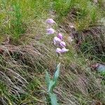 Cephalanthera rubraFlor