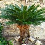 Cycas revolutaᱥᱟᱠᱟᱢ