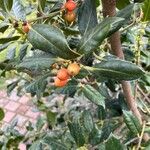 Ilex cornutaLeht