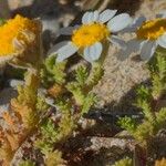 Anthemis secundiramea Hábitos