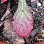 Rehmannia glutinosa Leaf