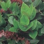 Gaultheria shallon Leaf