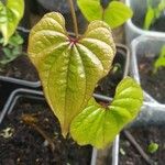 Dioscorea oppositifolia برگ