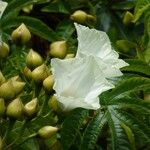 Merremia peltata Fiore