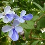 Rotheca myricoides फूल