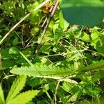 Pedicularis lanceolata Leaf