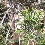 Euphorbia aphylla Hoja