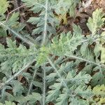 Parthenium hysterophorus Leaf