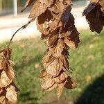 Carpinus orientalis Levél