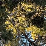 Juniperus monosperma Folha