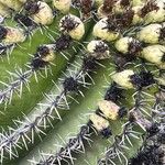 Ferocactus herrerae Foglia