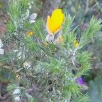 Ulex minorFlower