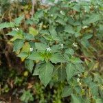 Solanum chenopodioides برگ