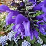 Salvia guaranitica Flower