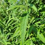 Buddleja asiatica Leaf