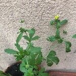 Potentilla norvegica পাতা