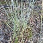 Schizachyrium scoparium Blatt