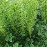 Equisetum telmateia 葉