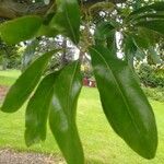 Stenocarpus sinuatus Levél