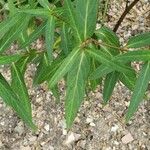 Asclepias incarnata 葉