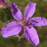 Erodium malacoides Blomma