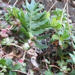 Polypodium californicum Hoja