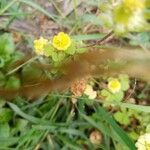 Trifolium campestreFlower