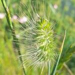 Cynosurus echinatus Blüte