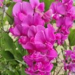 Lathyrus odoratusЦветок