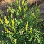 Astragalus atropilosulus Elinympäristö