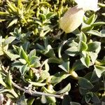 Silene uniflora Folla