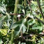 Aquilegia bertolonii Leaf